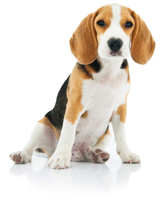 Beagle dog