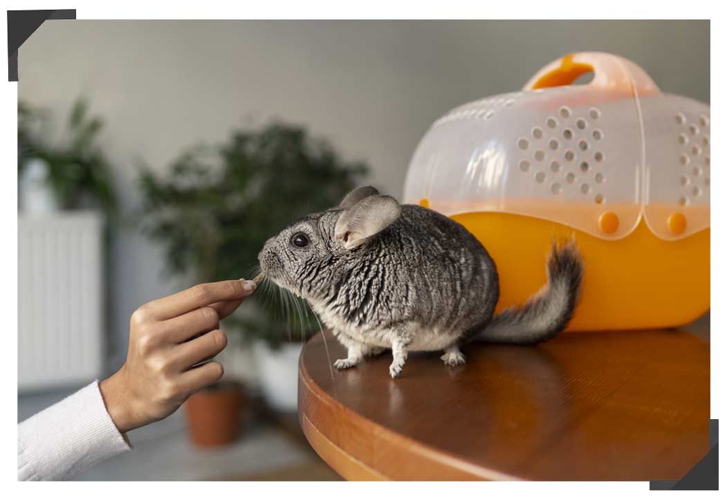 chinchilla